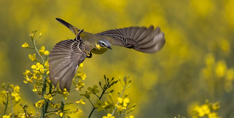 A male Western European wagtail in flight